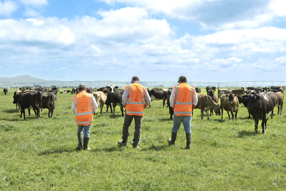 Dairy-Holdings-4.144dpi.jpg