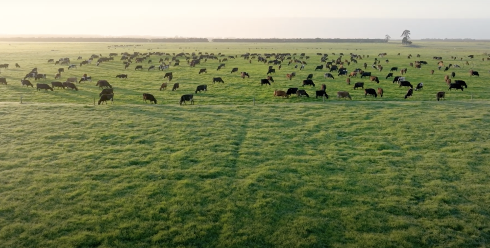 Making-Greener-Pastures.png