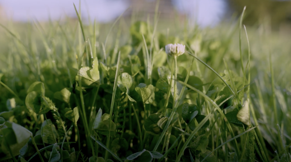 Clover.png